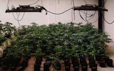 Cannabis farms and landlord liability