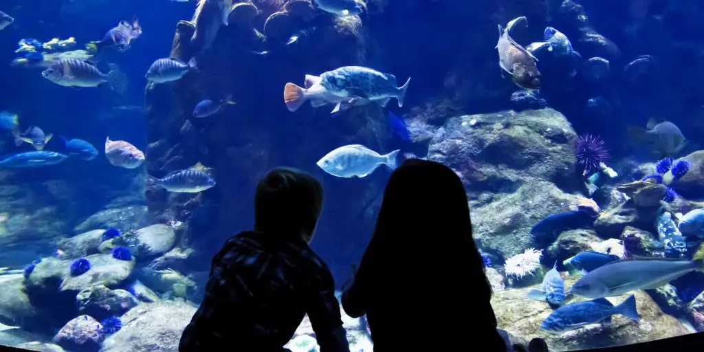 aquarium