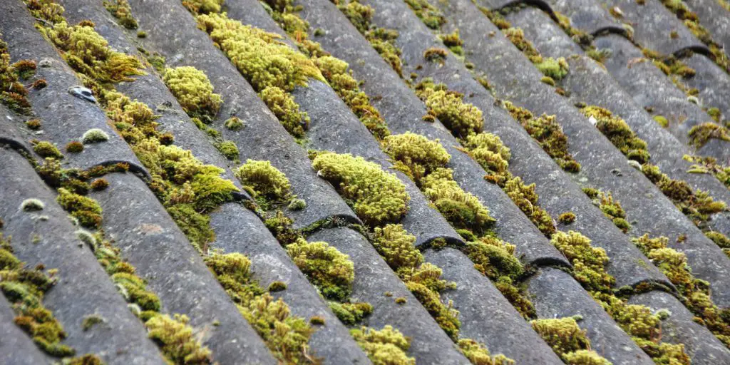 roof Algae growth