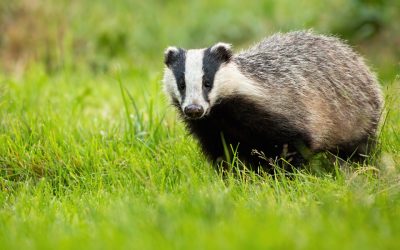 Should I Buy a House With a Badger Sett in the Garden?