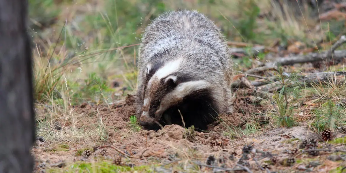 Badger digging
